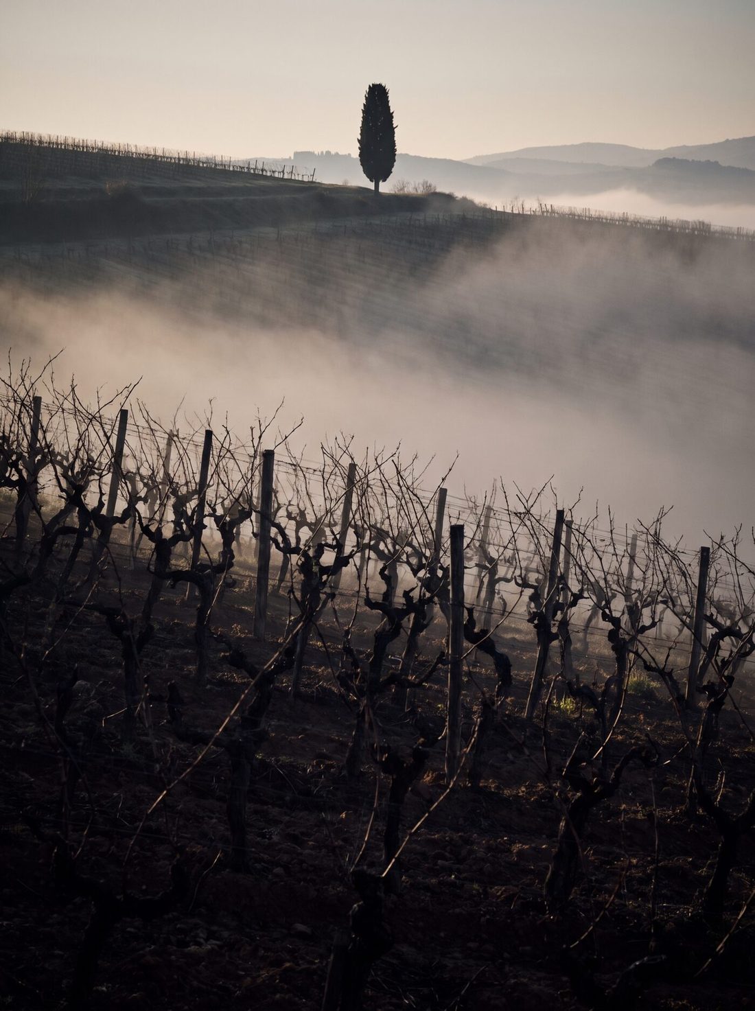 Vinhas de Montalcino ao amanhecer, com neblina baixa entre as fileiras e um cipreste na crista da colina.
